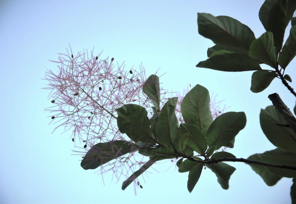 スモークツリーの花期の画像